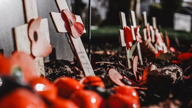 Remembrance Poppies